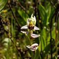 Abelheira (Ophrys apifera)